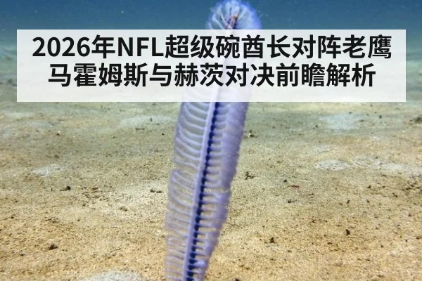 2026年NFL超级碗酋长对阵老鹰马霍姆斯与赫茨对决前瞻解析